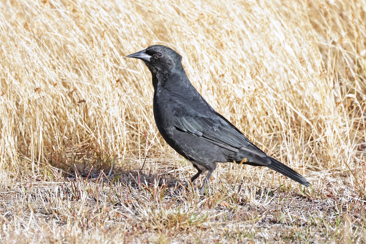 Austral Blackbird - ML617159209