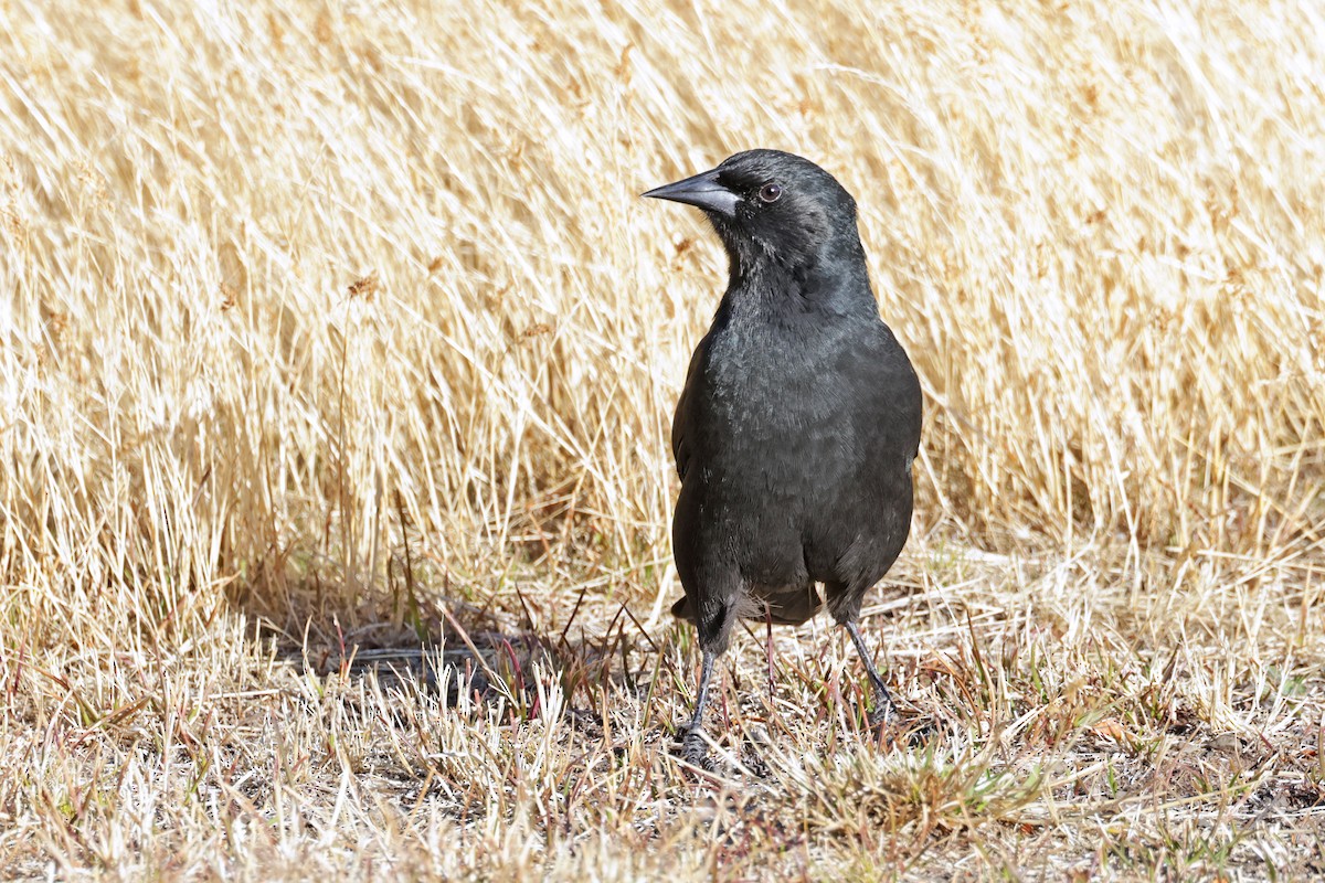 Austral Blackbird - ML617159231