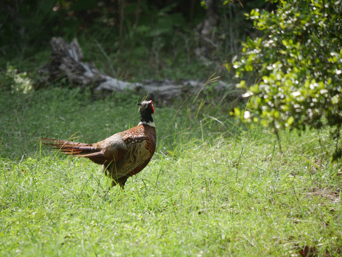 Ring-necked Pheasant - ML617159246