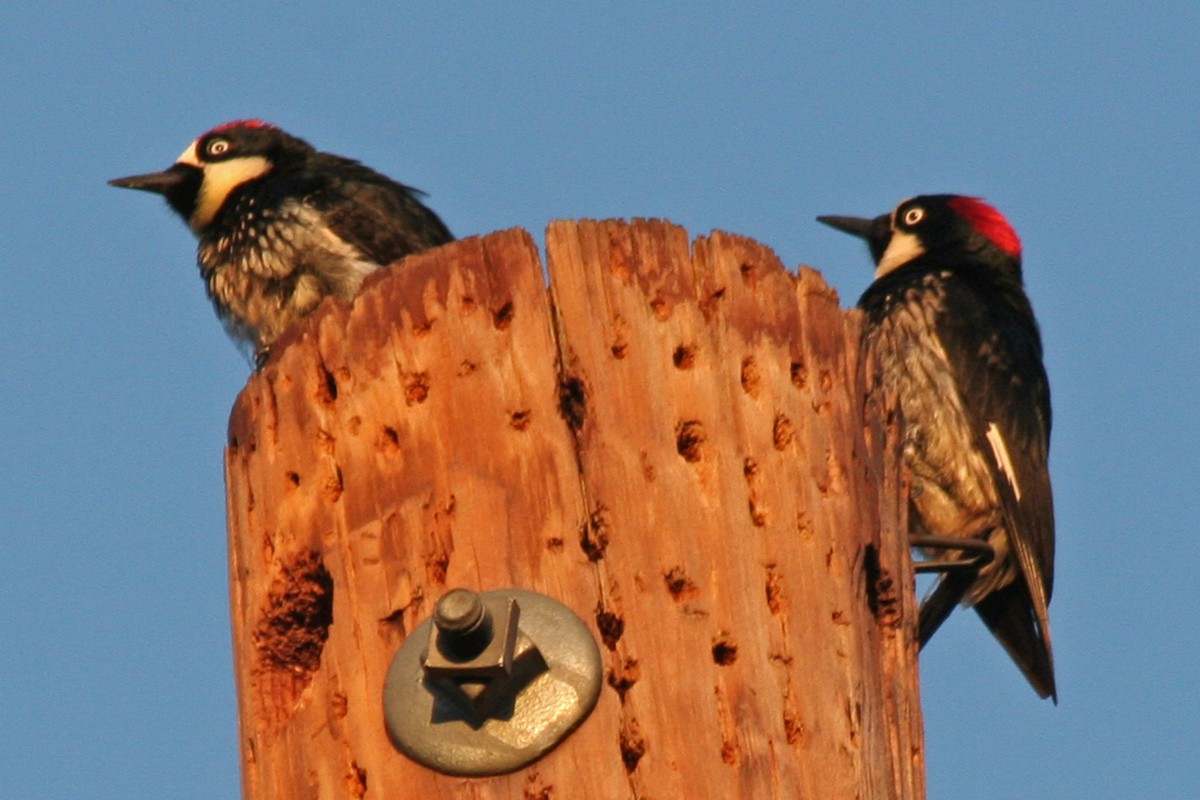 Acorn Woodpecker - ML617159311