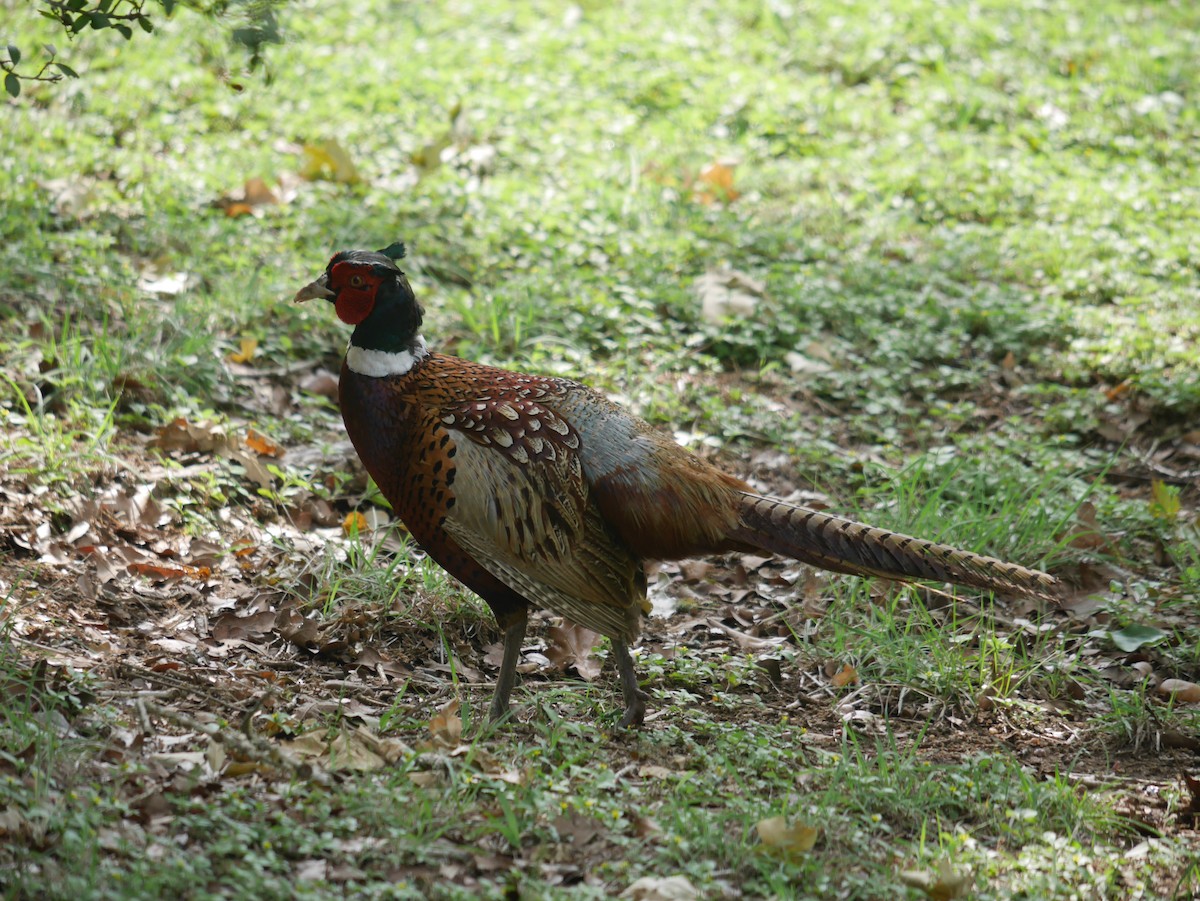 Ring-necked Pheasant - ML617159367