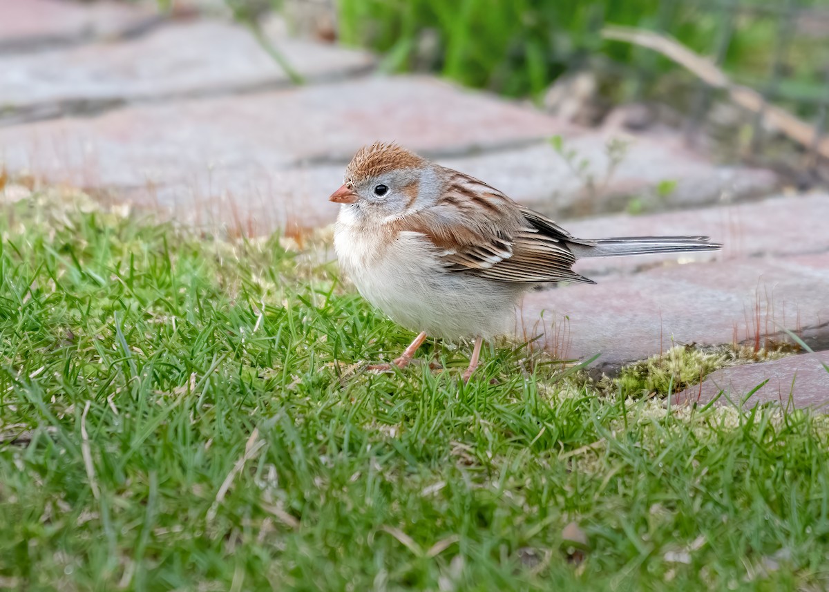 Field Sparrow - Carl Giometti 🍹