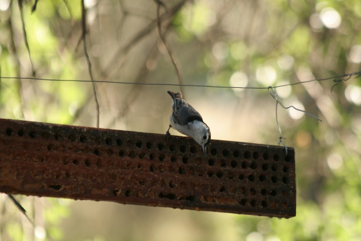 White-breasted Nuthatch - ML617159494