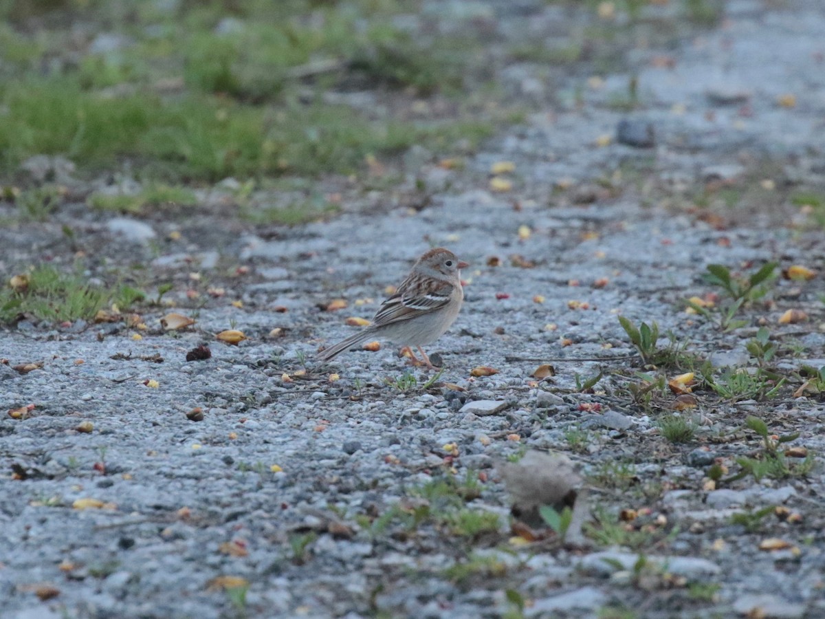 Field Sparrow - Paul Jacyk