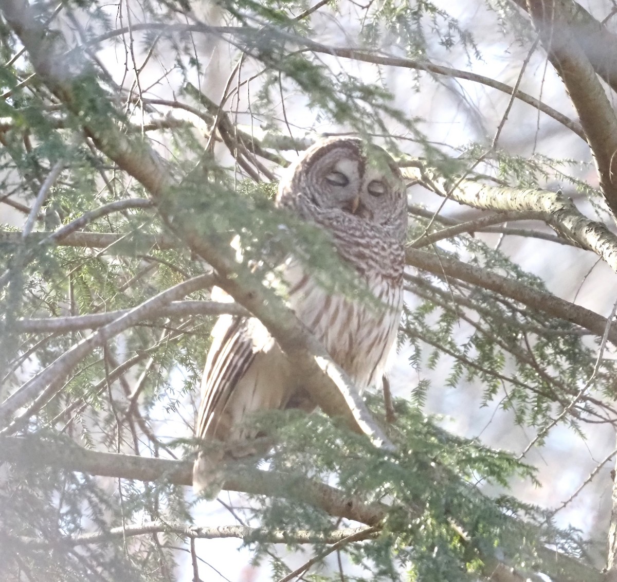 Barred Owl - ML617159692