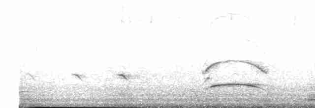 mørkhettetyrann (lawrenceii gr.) - ML617159721