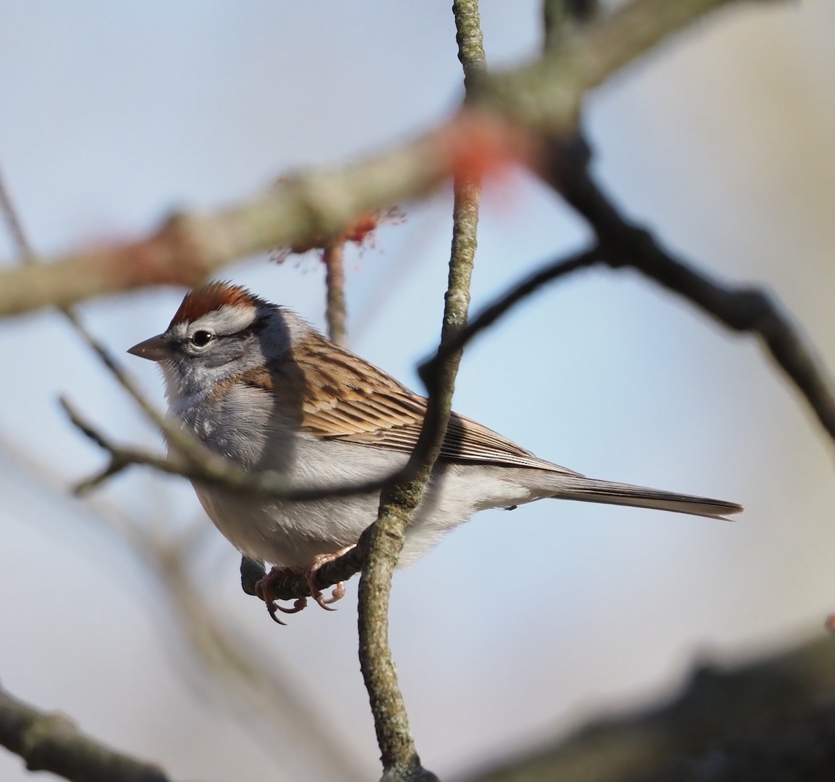Chipping Sparrow - ML617159742