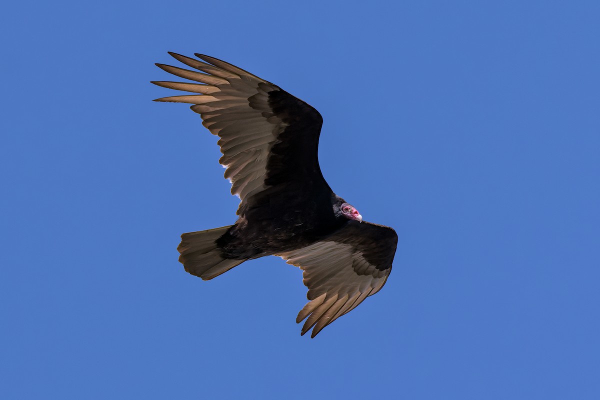 Turkey Vulture - ML617159857