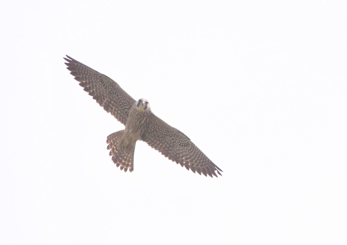 Peregrine Falcon (Tundra) - ML617159891