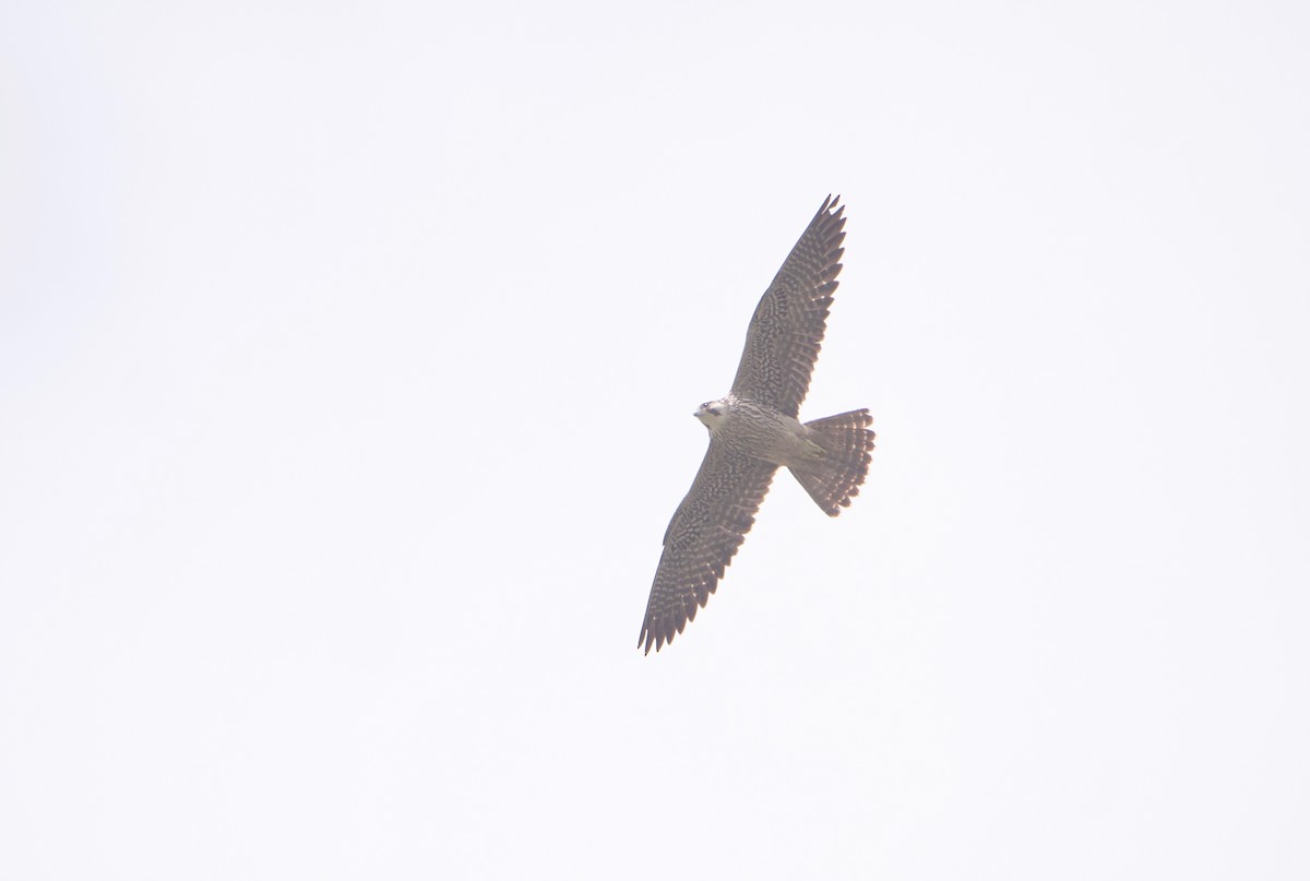 Peregrine Falcon (Tundra) - ML617159893