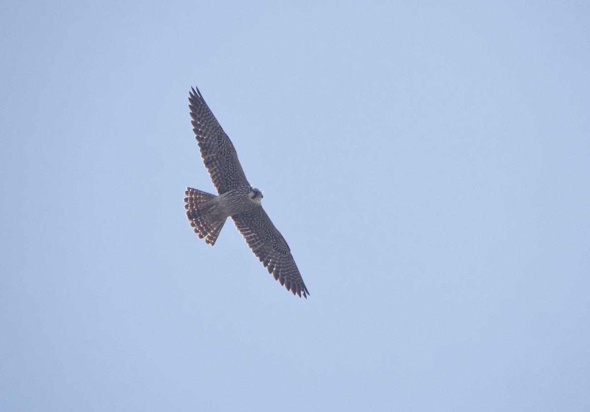 Peregrine Falcon (Tundra) - ML617159894