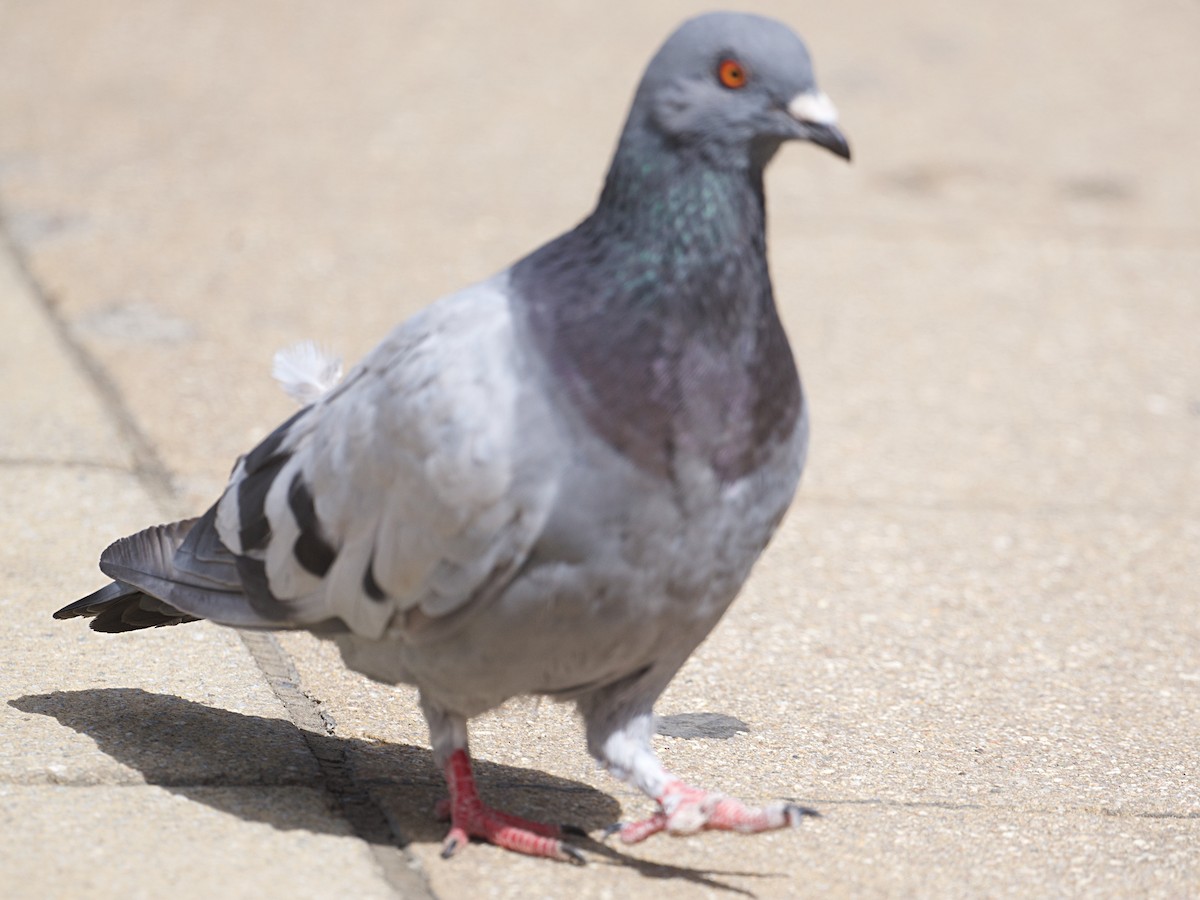 Rock Pigeon (Feral Pigeon) - ML617159951
