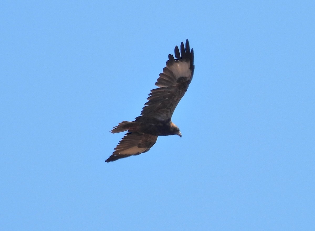 Black-breasted Kite - ML617159961