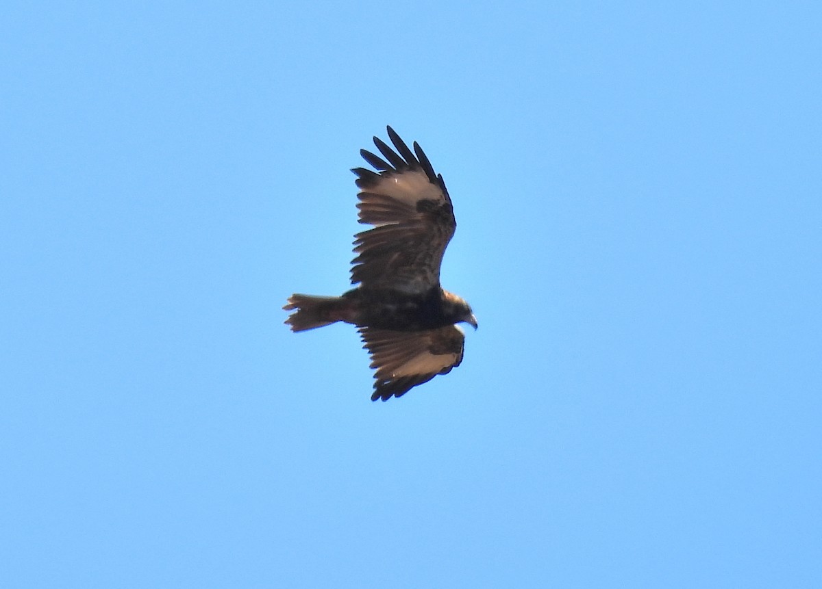 Black-breasted Kite - ML617159962