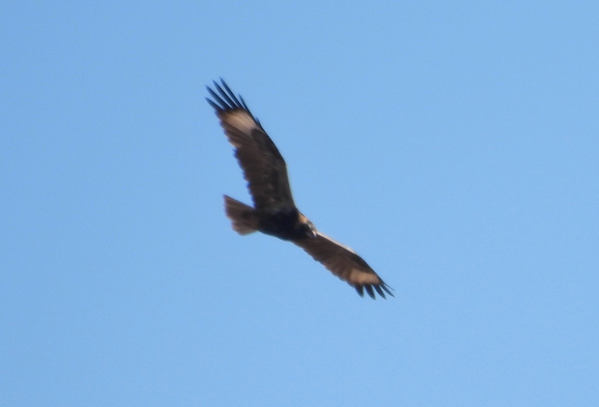 Black-breasted Kite - ML617159963