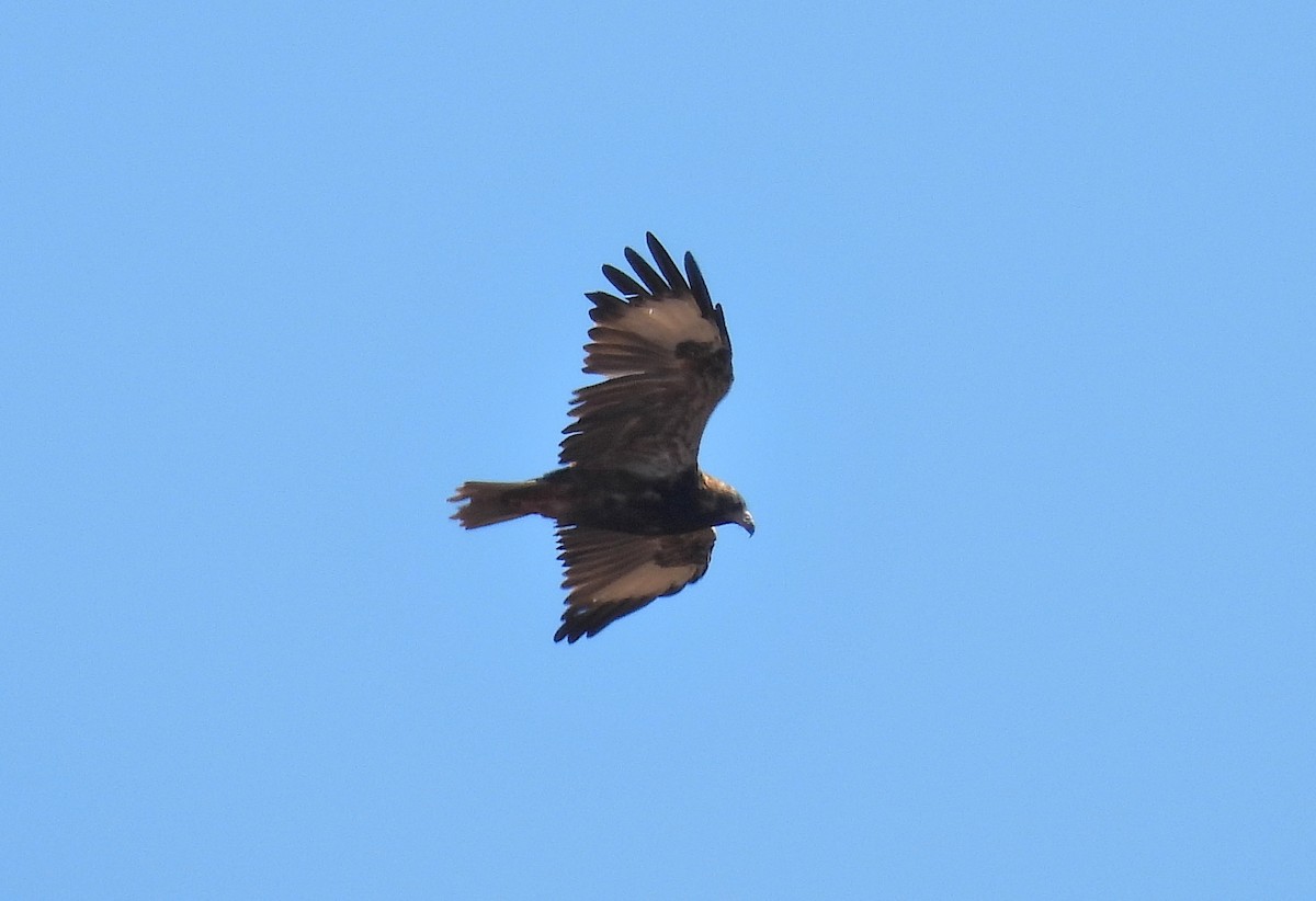 Black-breasted Kite - ML617159964