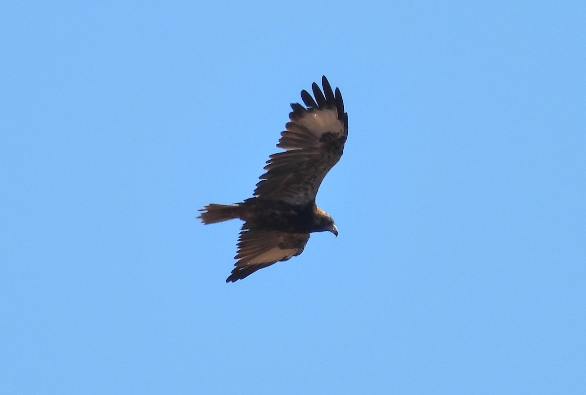Black-breasted Kite - ML617159965