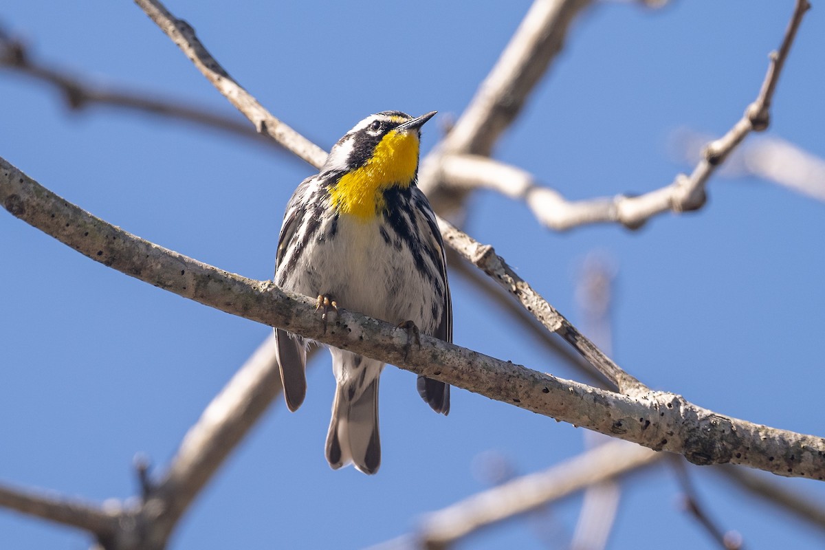 Yellow-throated Warbler - ML617159969