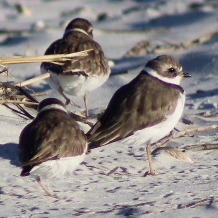 Semipalmated Plover - ML617160090