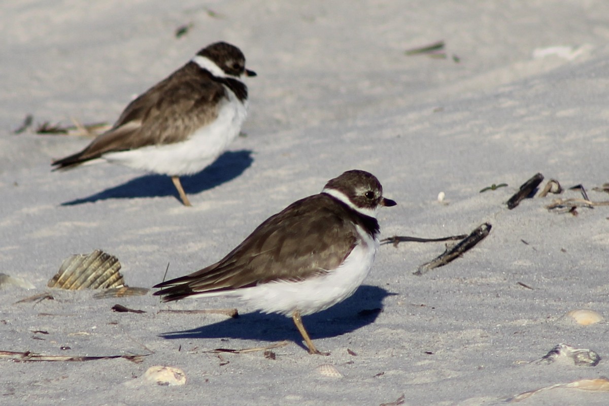 Semipalmated Plover - ML617160092