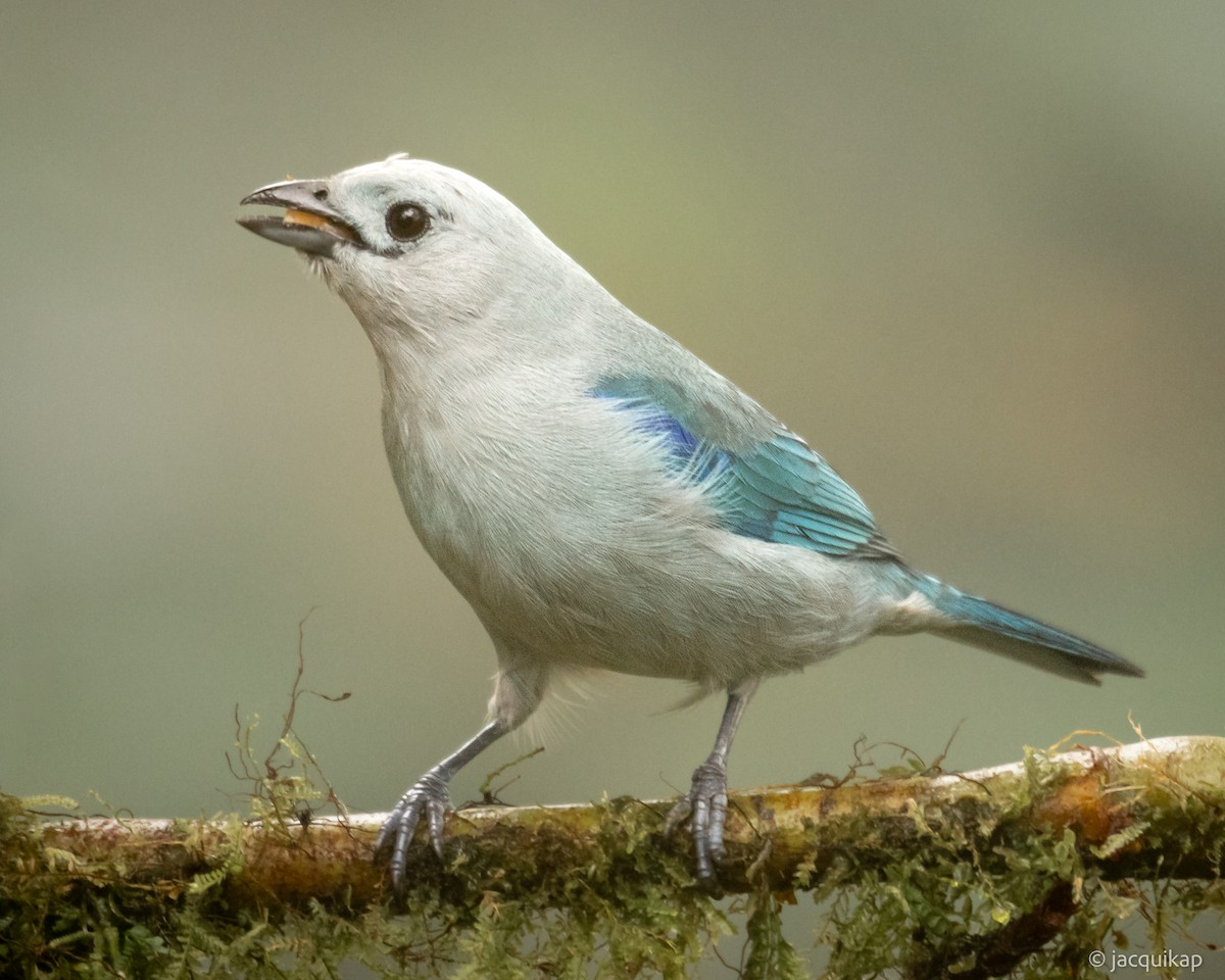 Blue-gray Tanager (Blue-gray) - ML617160127