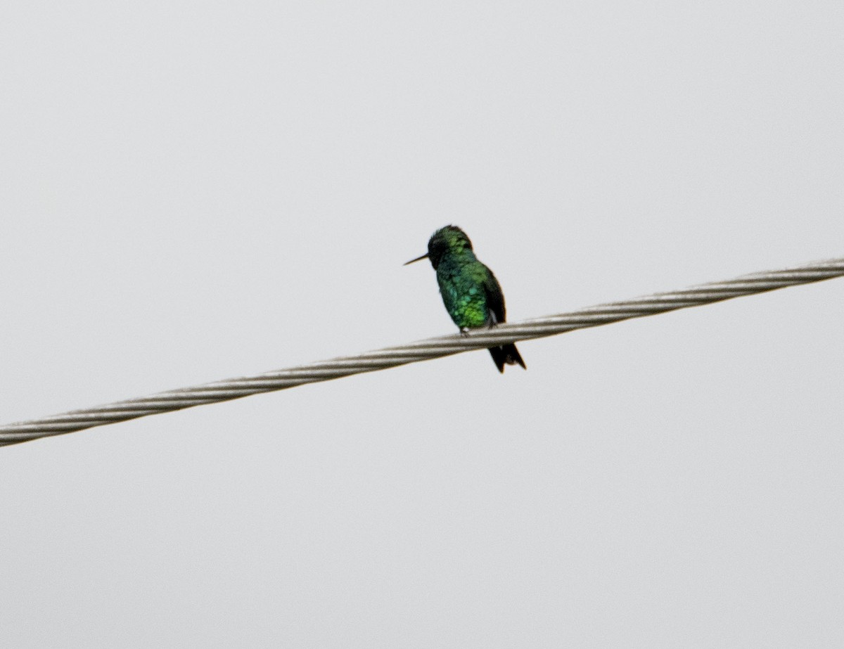 kolibřík blýskavý - ML617160160