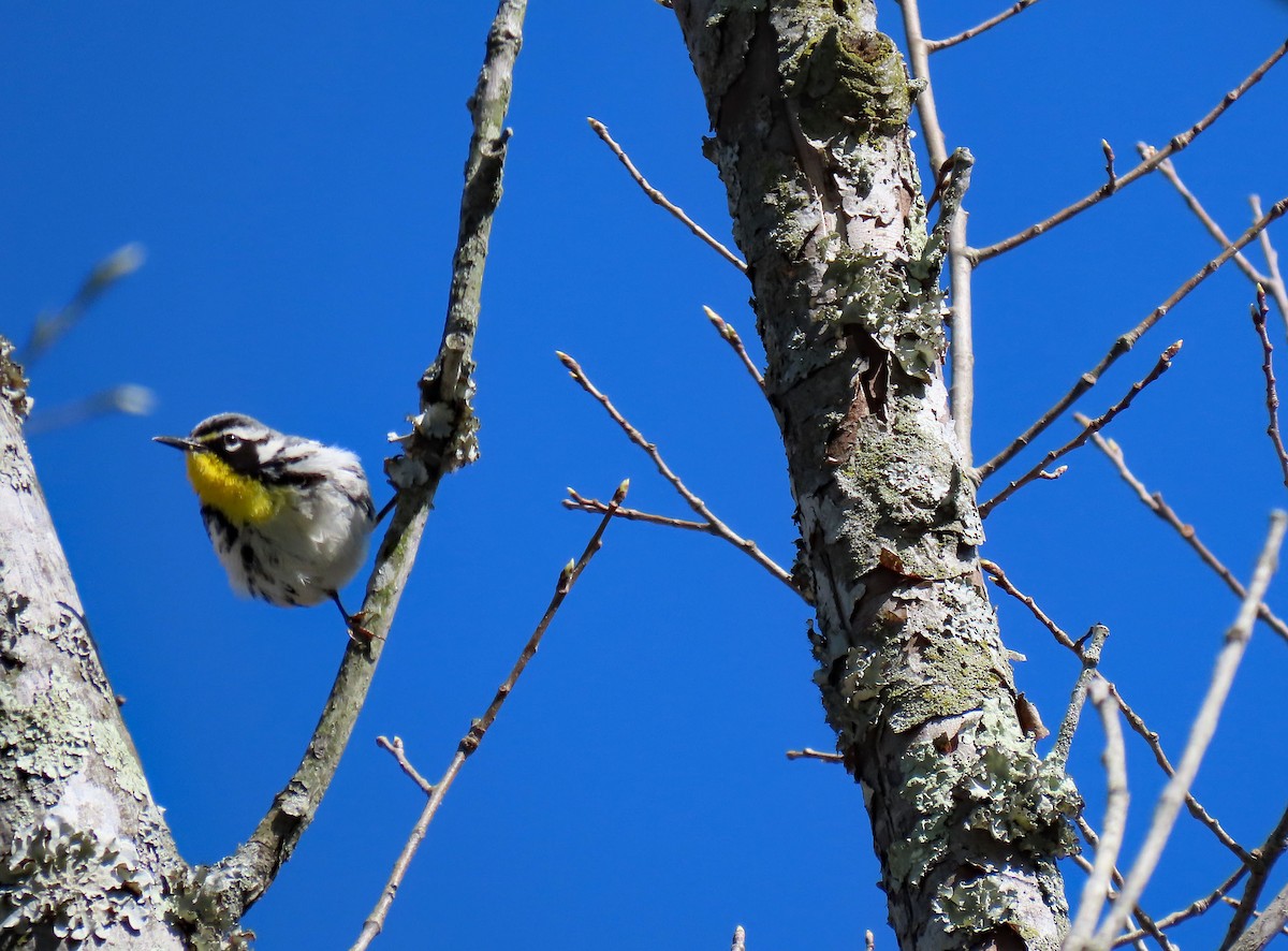 Yellow-throated Warbler - ML617160209