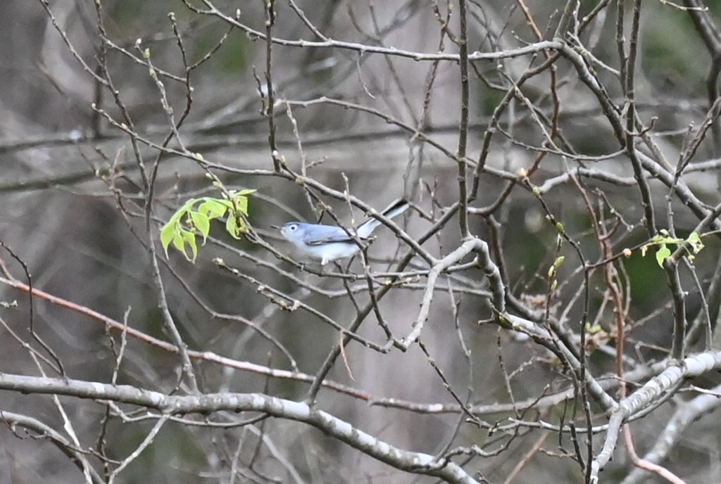 eBird Checklist 9 Apr 2024 USMONixa1818 W Country Hill Ln 37