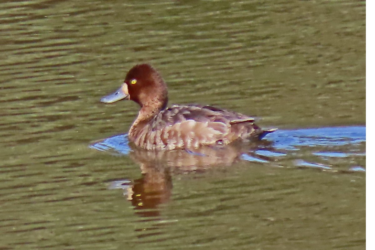 Greater Scaup - Kathy Louthan