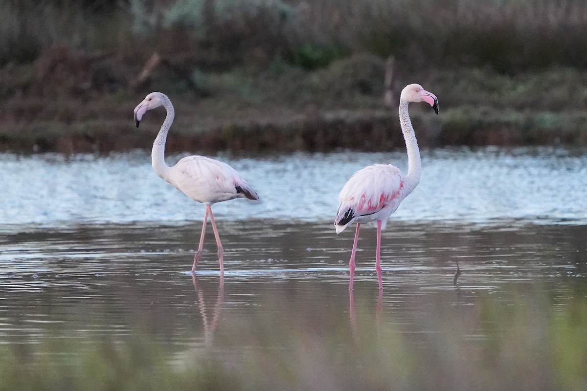 Greater Flamingo - ML617160506