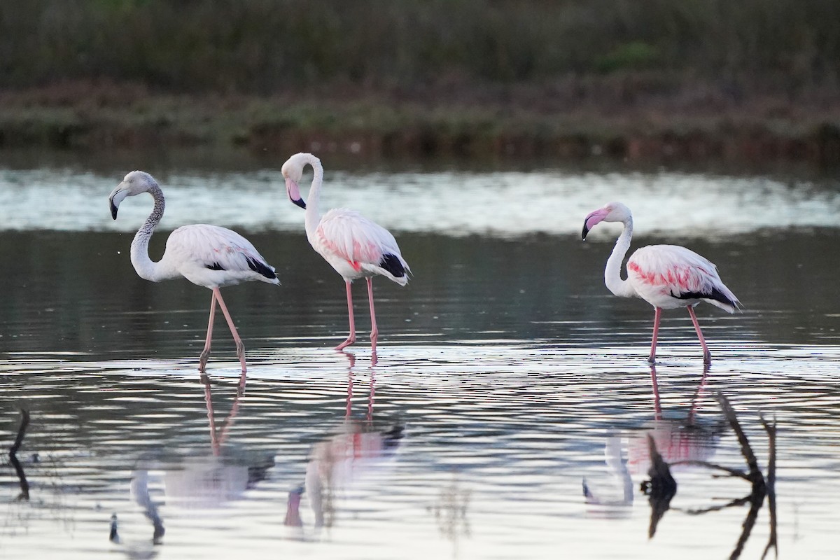 Greater Flamingo - ML617160507