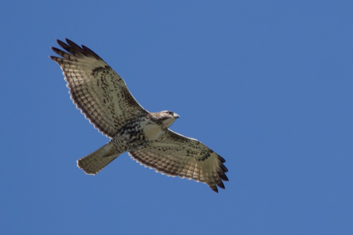 Red-tailed Hawk - Darrell Lawson