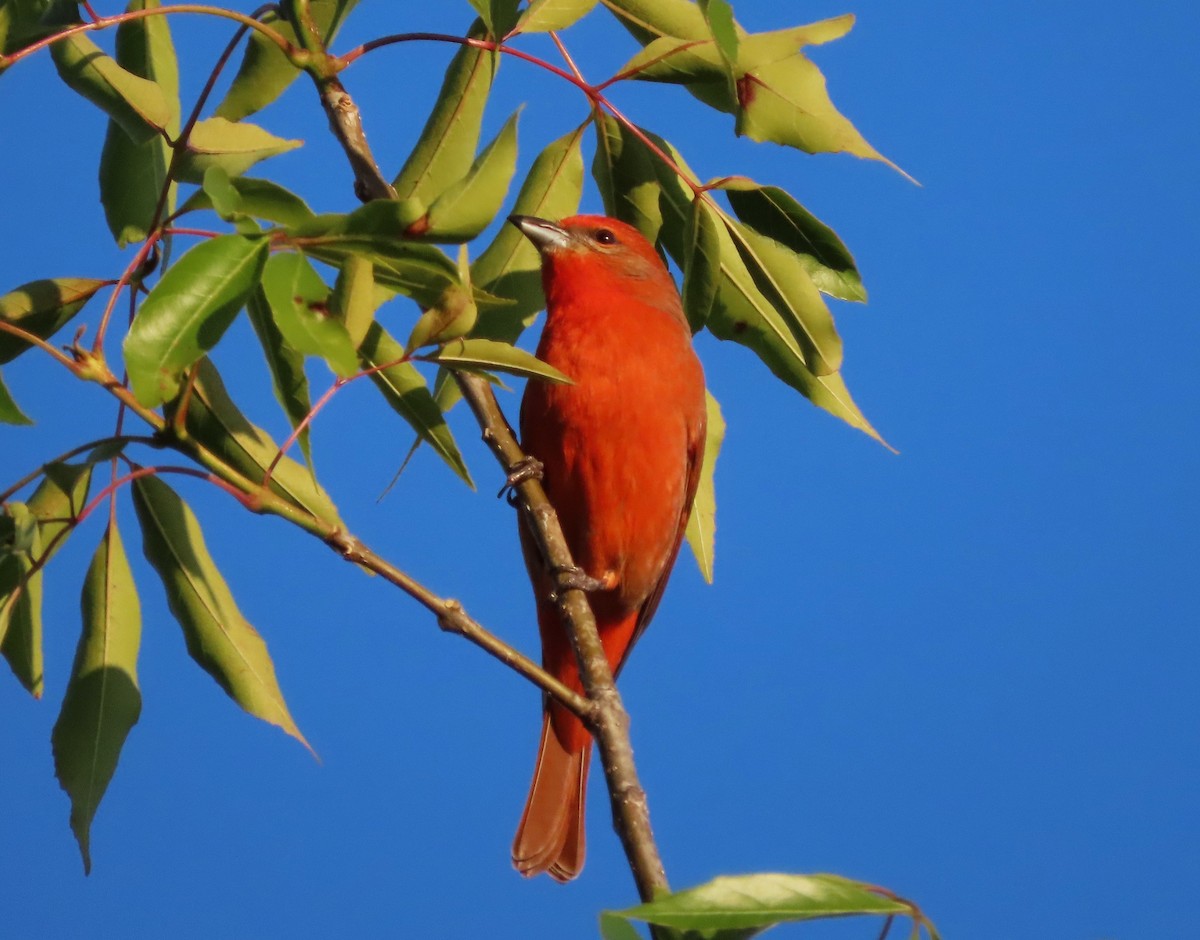 Hepatic Tanager - ML617160784
