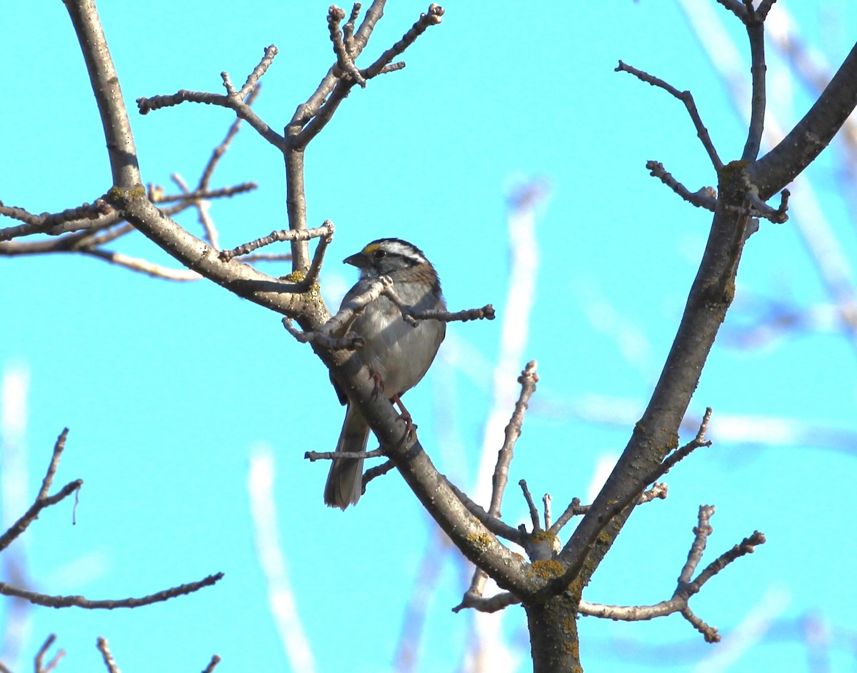 White-throated Sparrow - ML617160811