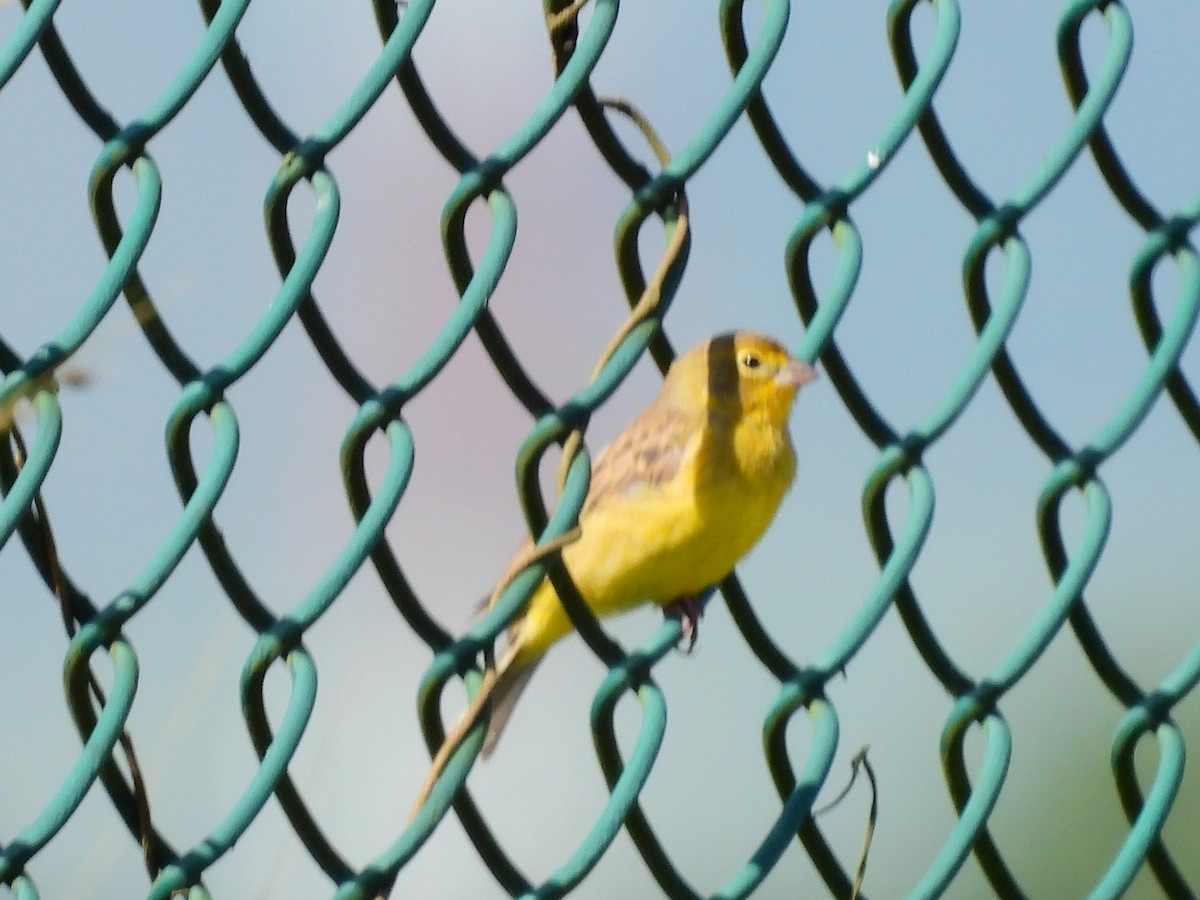 Grassland Yellow-Finch - Miryon Montes Vargas