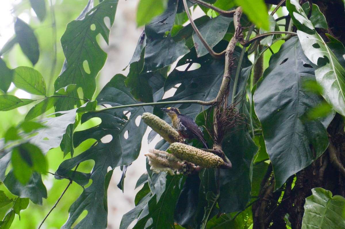 Golden-naped Woodpecker - Anita Morales