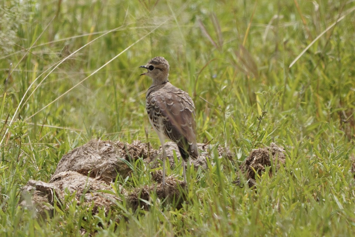 Double-banded Courser - ML617160942