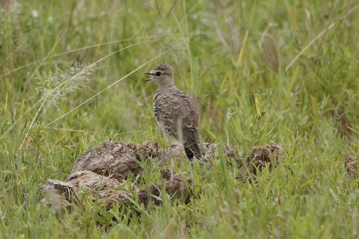 Double-banded Courser - ML617160943