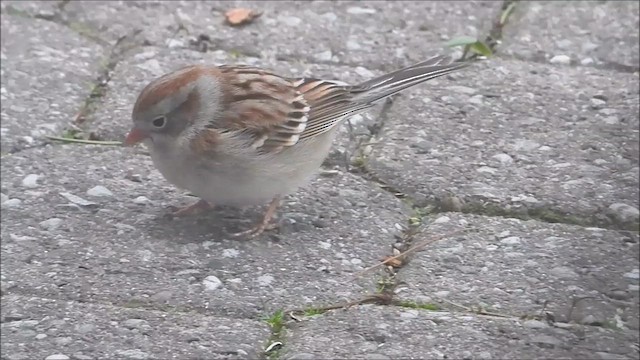 Field Sparrow - ML617161038
