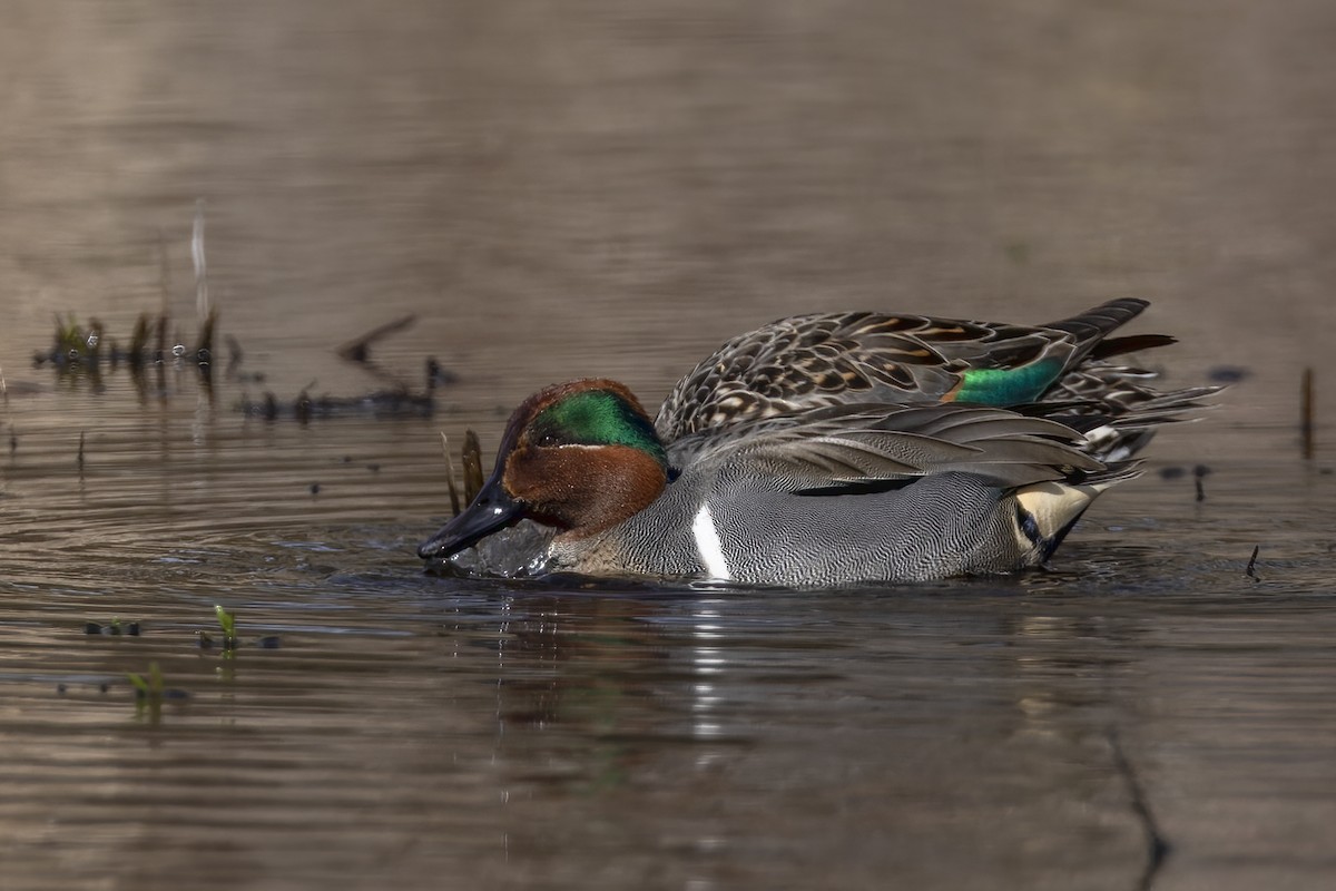 Green-winged Teal - ML617161081
