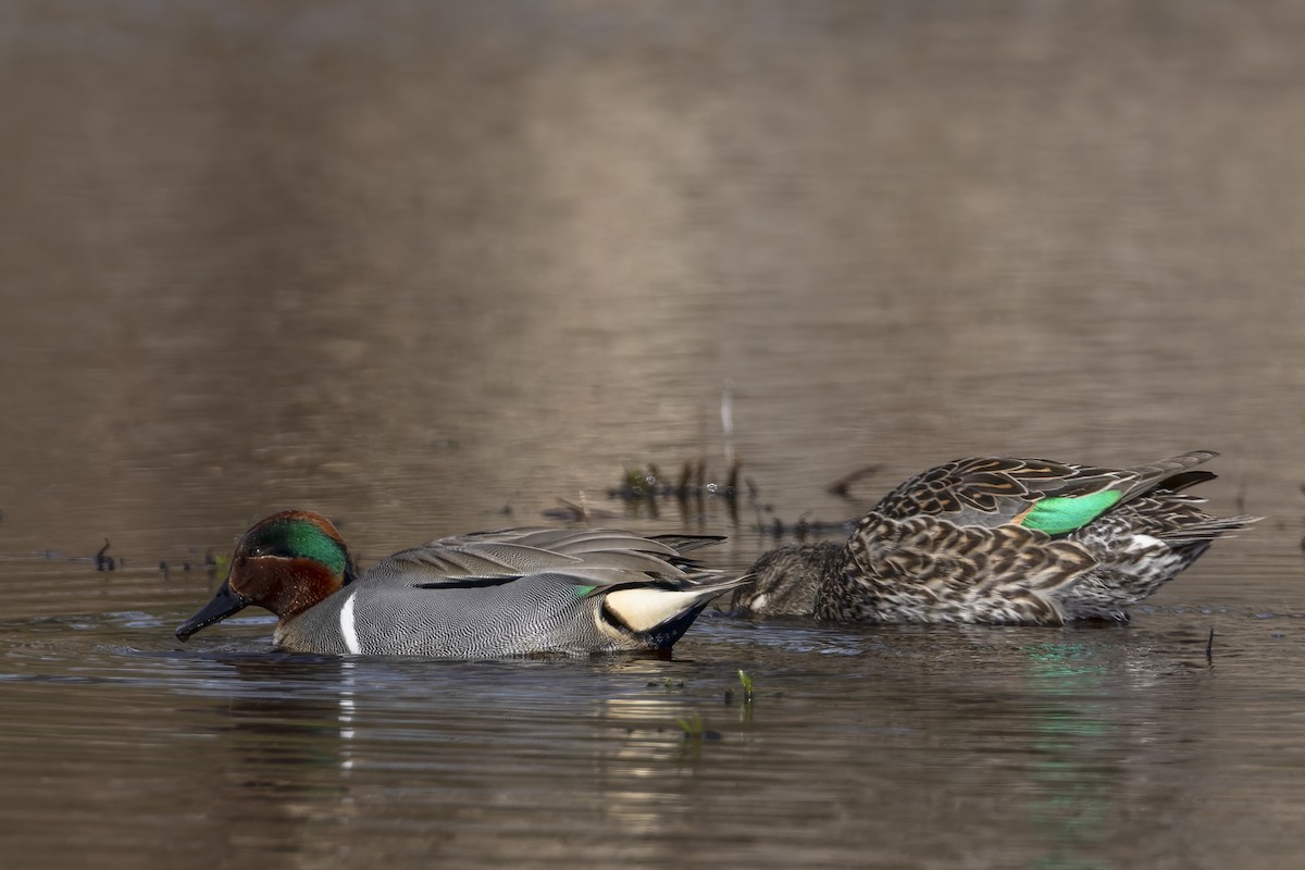 Green-winged Teal - ML617161082