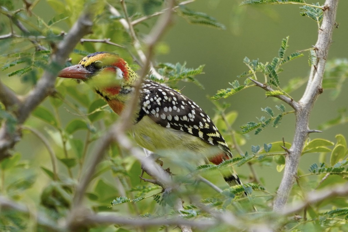Red-and-yellow Barbet - Greg Hertler