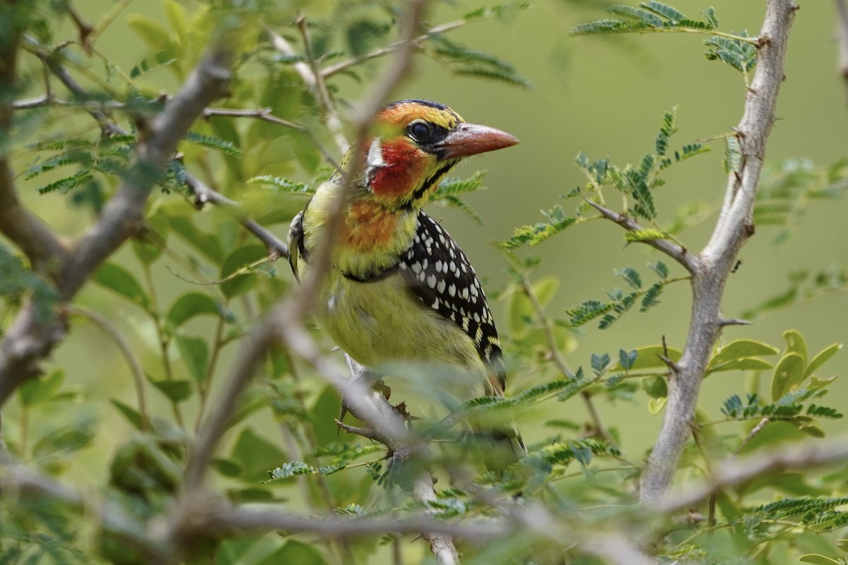 Red-and-yellow Barbet - ML617161113