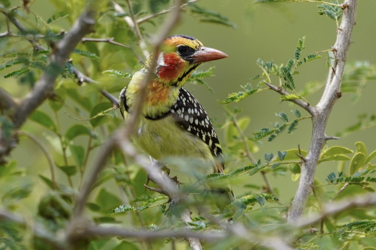 Red-and-yellow Barbet - ML617161114