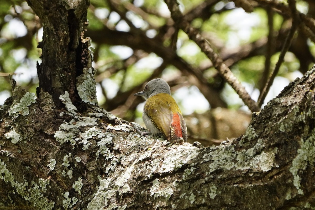 Mountain Gray Woodpecker - ML617161159
