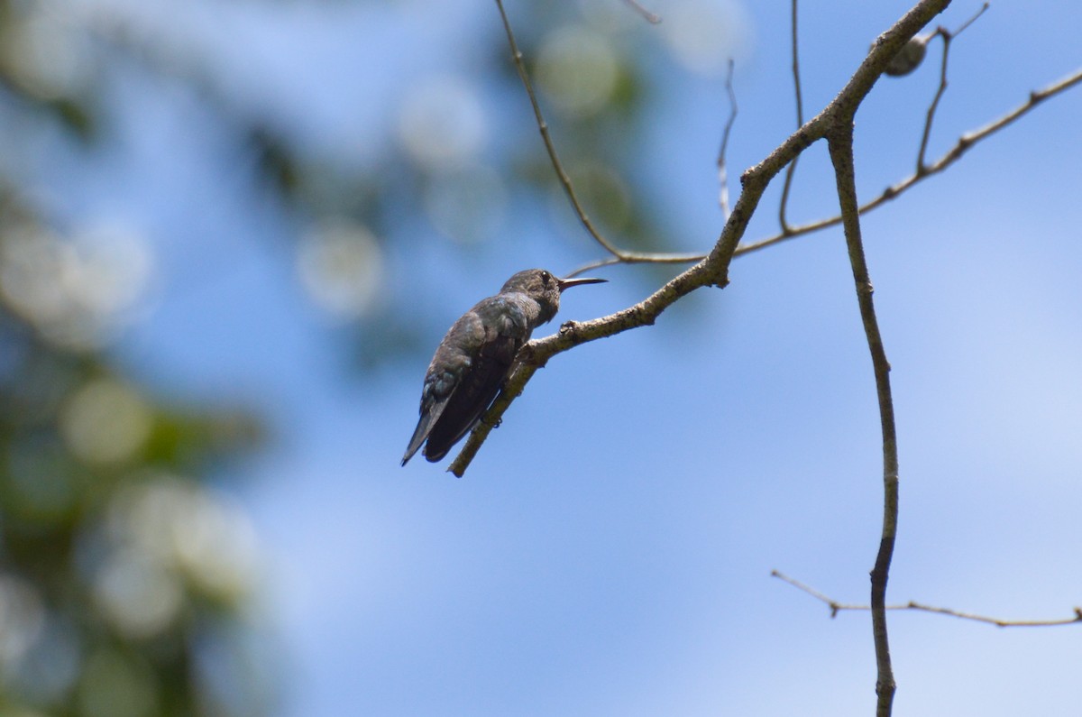 Scaly-breasted Hummingbird - ML617161170
