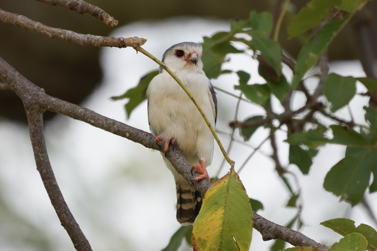 Pygmy Falcon - Greg Hertler