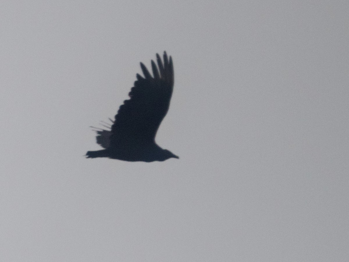 Black Vulture - ML617161254