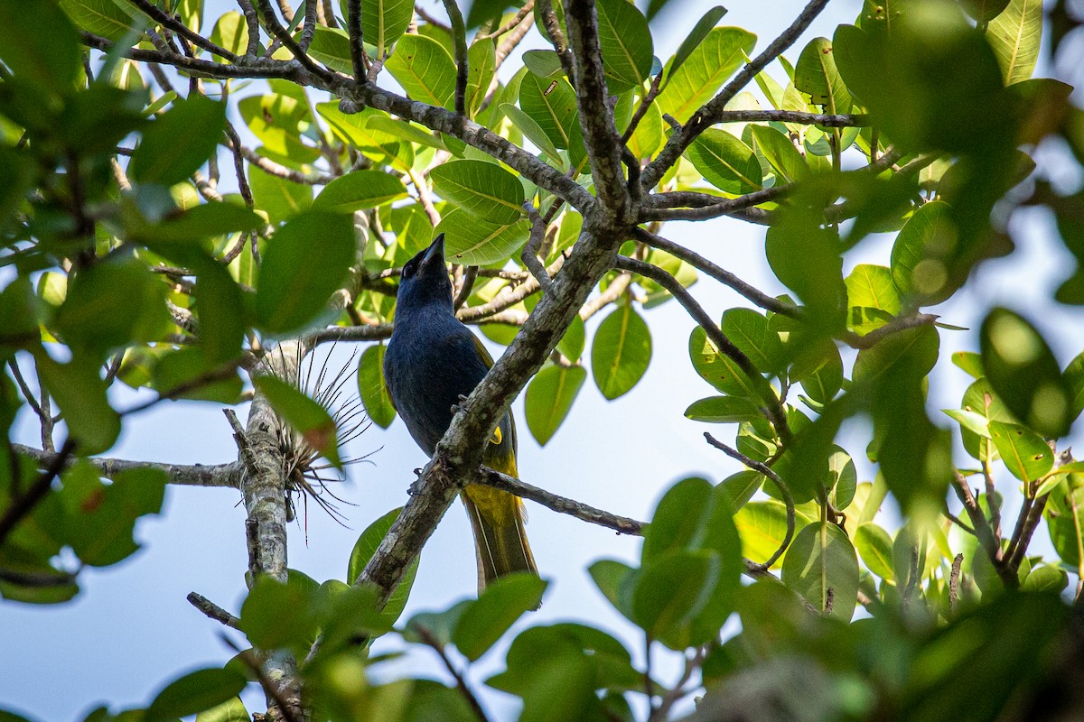 Blue-capped Tanager - ML617161339