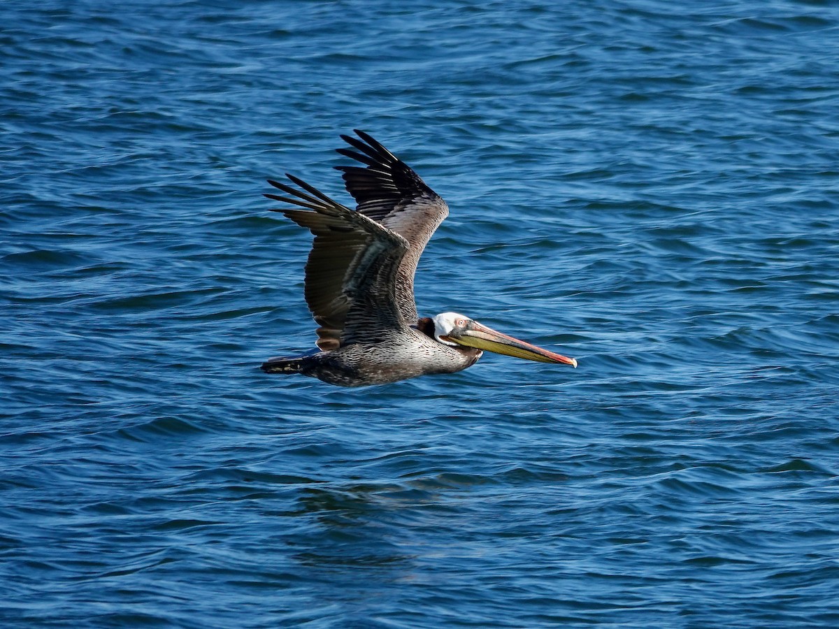 Brown Pelican (California) - ML617161349